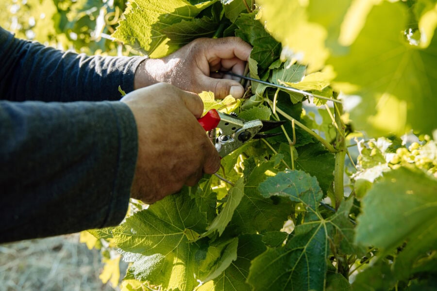 Close-up of a person’s hands using pruning shears to trim green grapevine leaves in a sunlit vineyard.