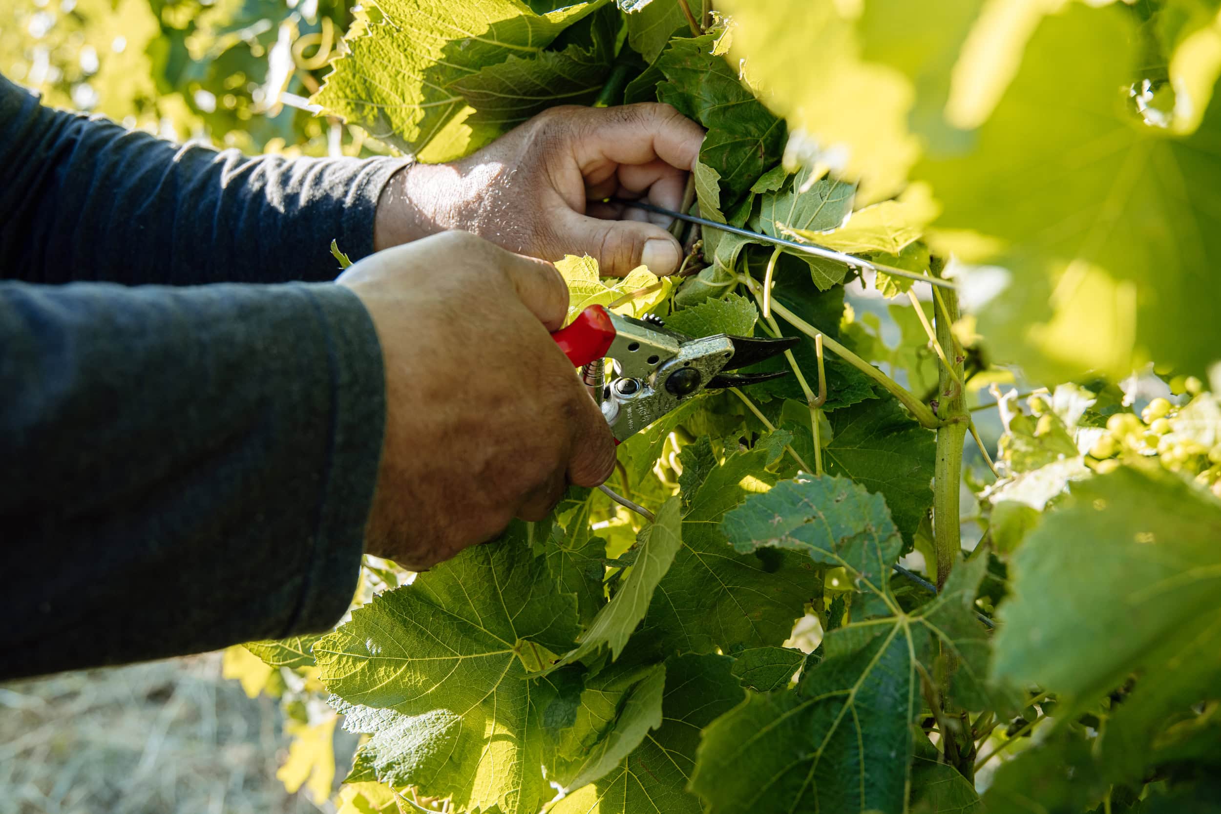Latest projects set to drive wine innovation and circularity