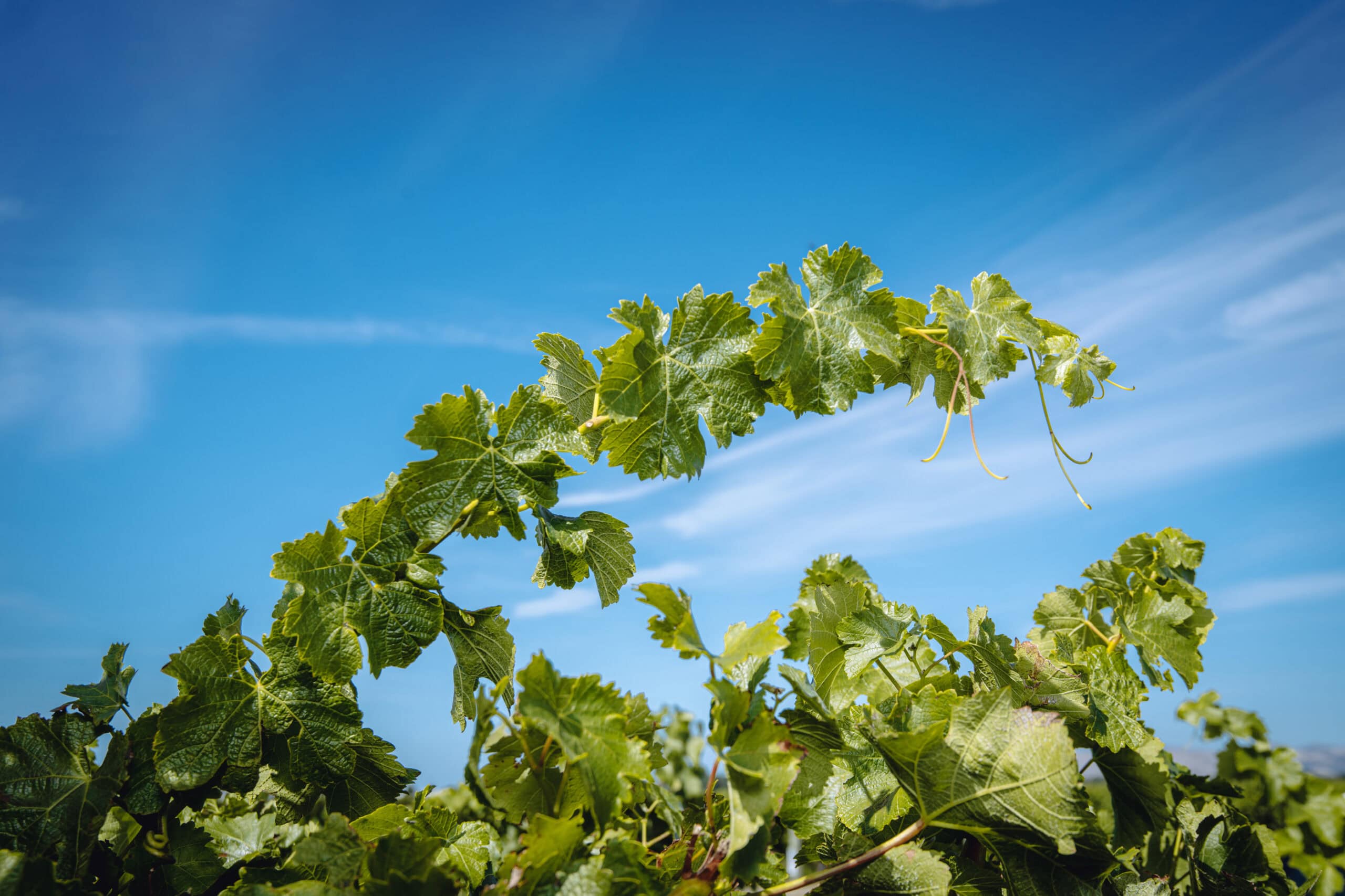 Green grapevine leaves arch upward under a clear blue sky with wispy clouds, capturing a vibrant, sunny day in a vineyard.