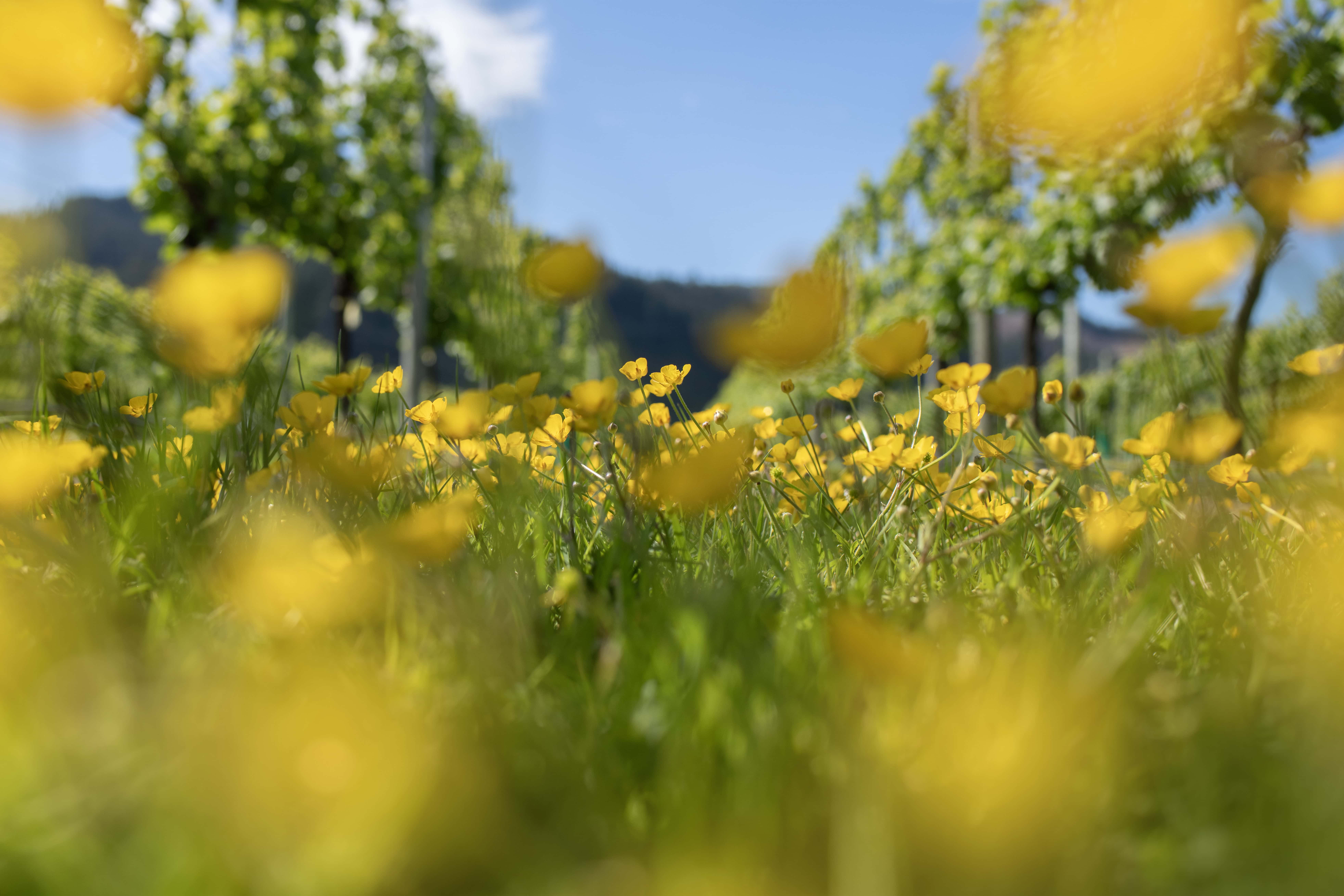 Next Generation Viticulture Spring Workshop