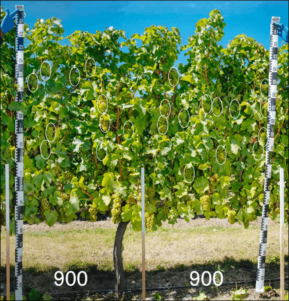 A grapevine grows between two vertical measuring poles marked with numbers. Bunches of grapes on the vine are circled in white. The numbers “900” appear on the grass below the vine. The sky is blue and clear.