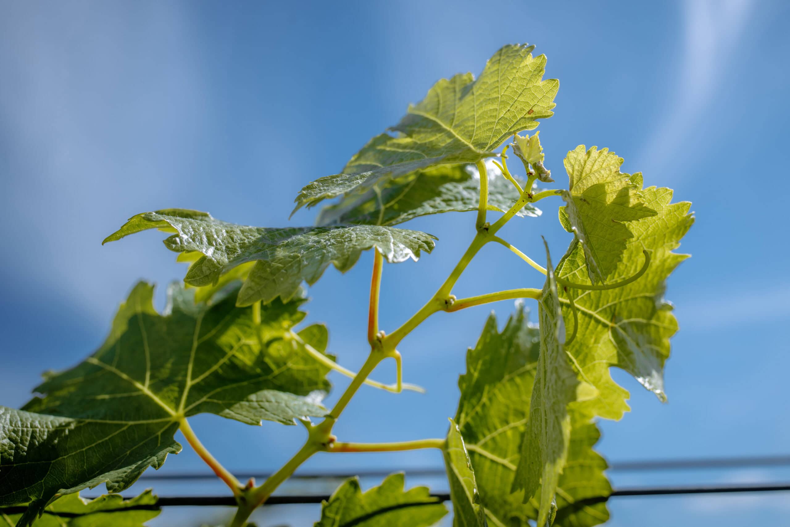 Close-up of green grapevine leaves against a bright blue sky, with sunlight shining through the leaves, highlighting their texture and veins.