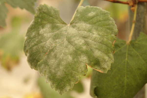 A green grapevine leaf with a powdery white coating, showing signs of powdery mildew infection. The leaf edges are slightly brown and curled.