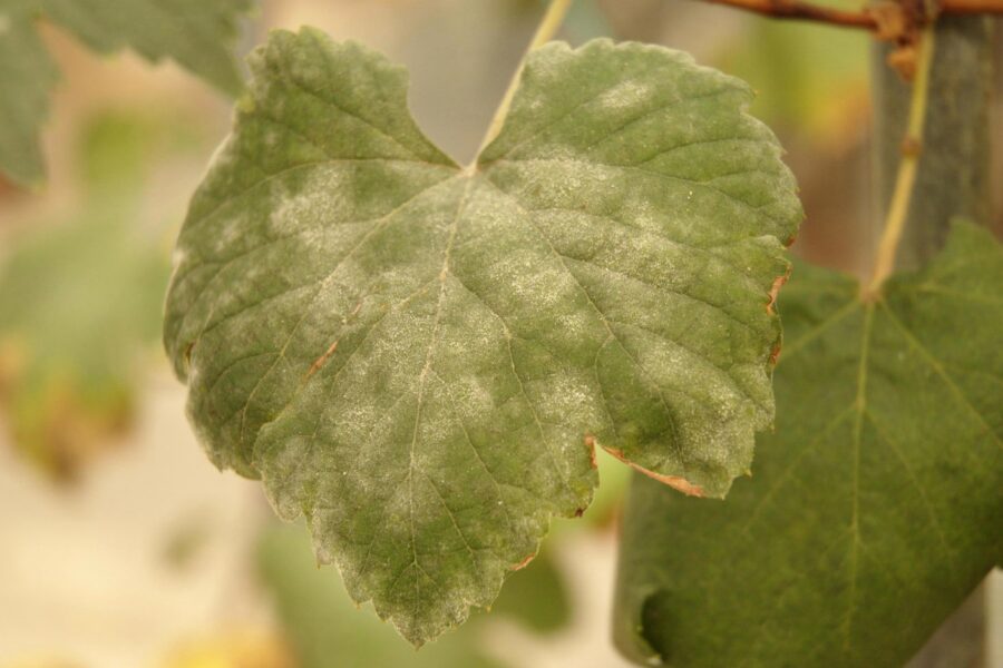 A green grapevine leaf with a powdery white coating, showing signs of powdery mildew infection. The leaf edges are slightly brown and curled.