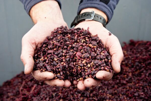 A person holds a large handful of dried, crushed purple grape skins and seeds, with more of the same material visible in the background.