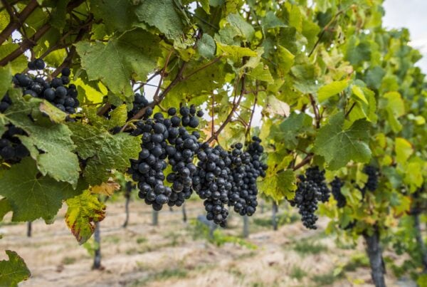 Clusters of dark purple grapes hang from green leafy vines in a vineyard, with rows of grapevines and dry grass visible in the background.