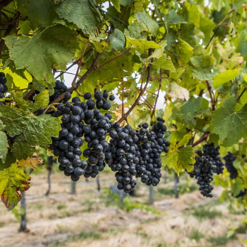 Clusters of dark purple grapes hang from green leafy vines in a vineyard, with rows of grapevines and dry grass visible in the background.