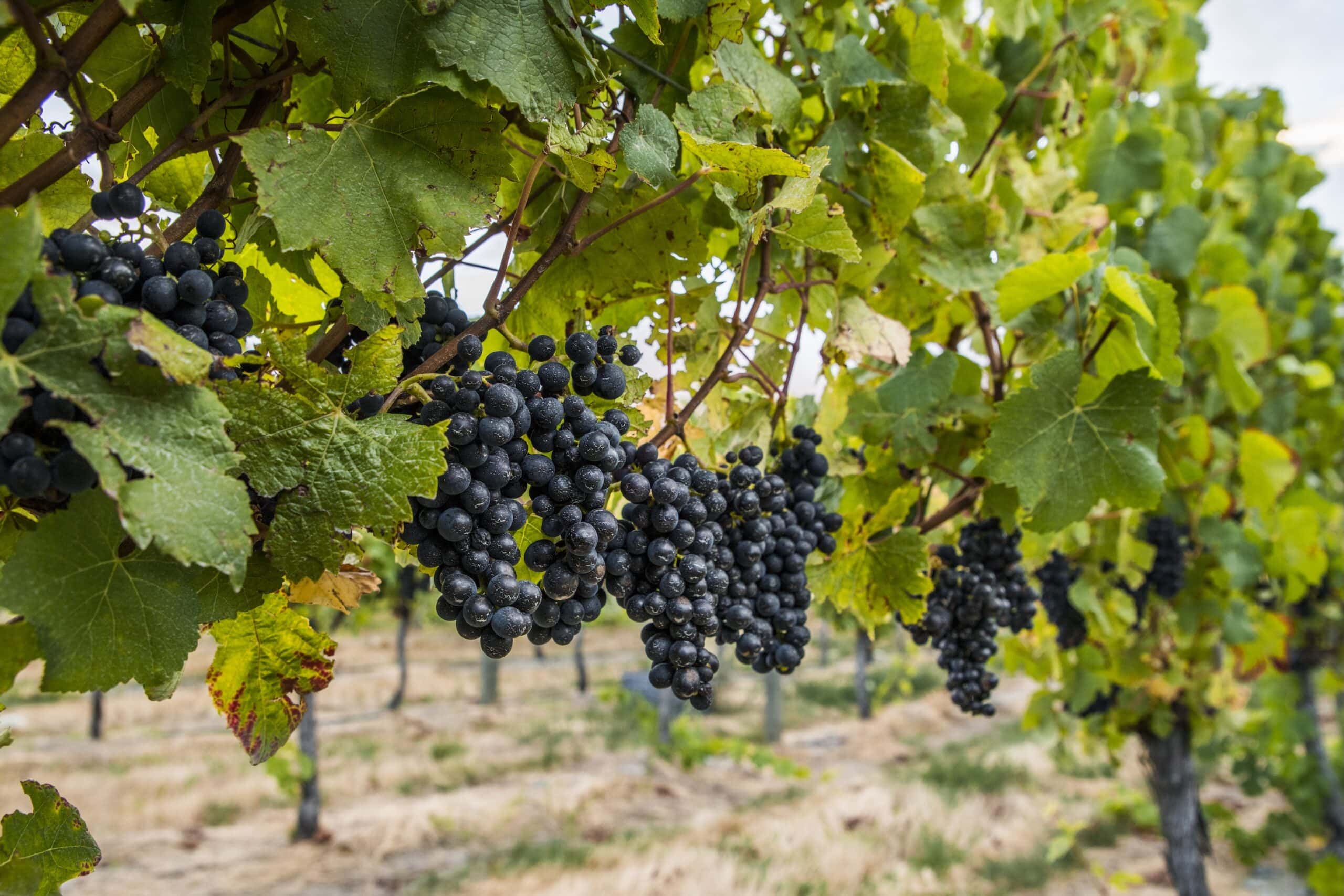 Same soil, same rootstock, twelve clones: the Central Otago Pinot Noir clonal trial