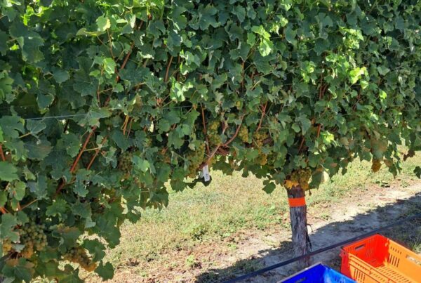 Rows of grapevines grow under a clear blue sky. Three empty plastic crates—two orange, one blue—sit on the ground, ready for harvesting grapes. Sunlight brightens the green leaves and grassy ground.