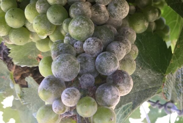 A close-up of a bunch of green grapes covered with a powdery white substance, likely powdery mildew, surrounded by green leaves.