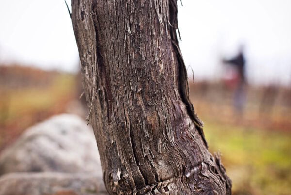 A close-up of a weathered grapevine trunk growing among rocks, with peeling bark and green grass at its base. The blurred background shows a vineyard and a person standing in the distance.