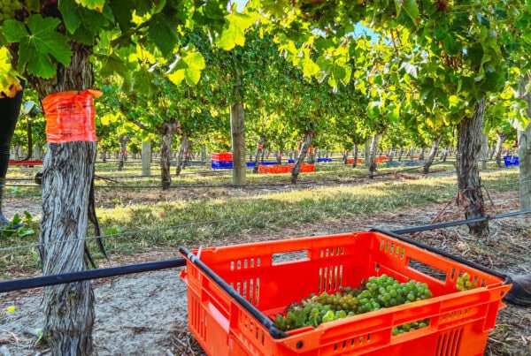 A bright orange crate filled with freshly picked green grapes sits on the ground in a vineyard under leafy grapevines, with more crates and rows of vines visible in the background.