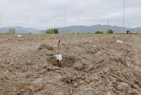 A small sapling with a white tag is planted in dry, tilled soil in a large open field, with mountains and cloudy sky in the background. Other saplings are spaced out in rows across the field.