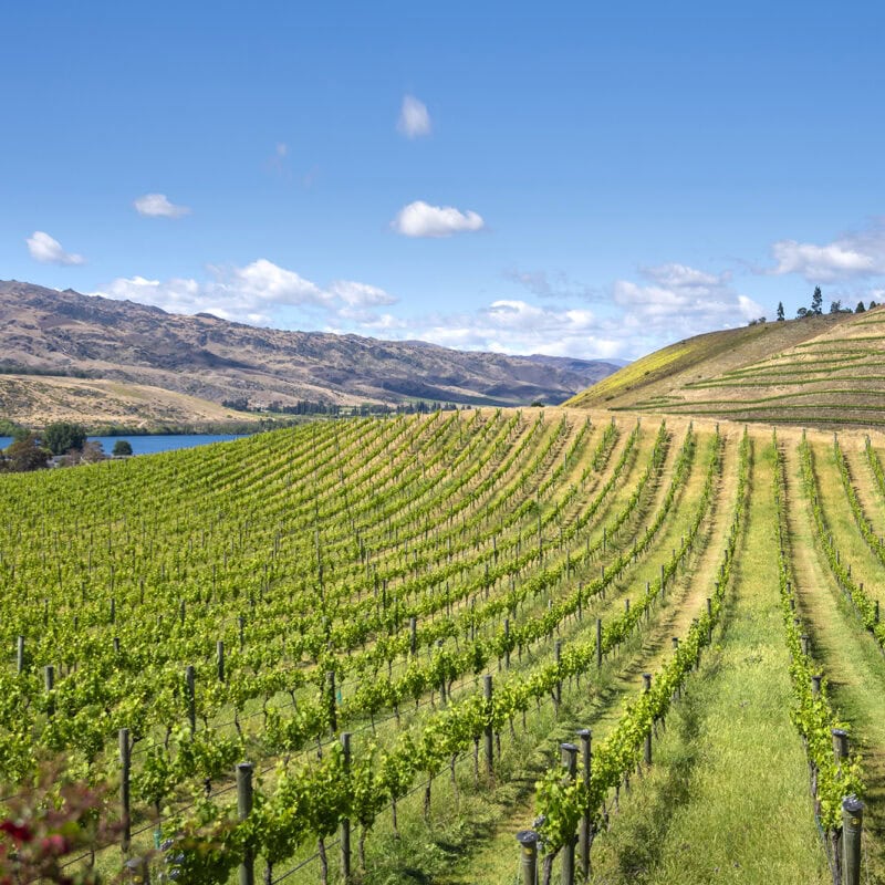 Rows of grapevines stretch across rolling green hills under a bright blue sky, with distant mountains and a small lake visible in the background.