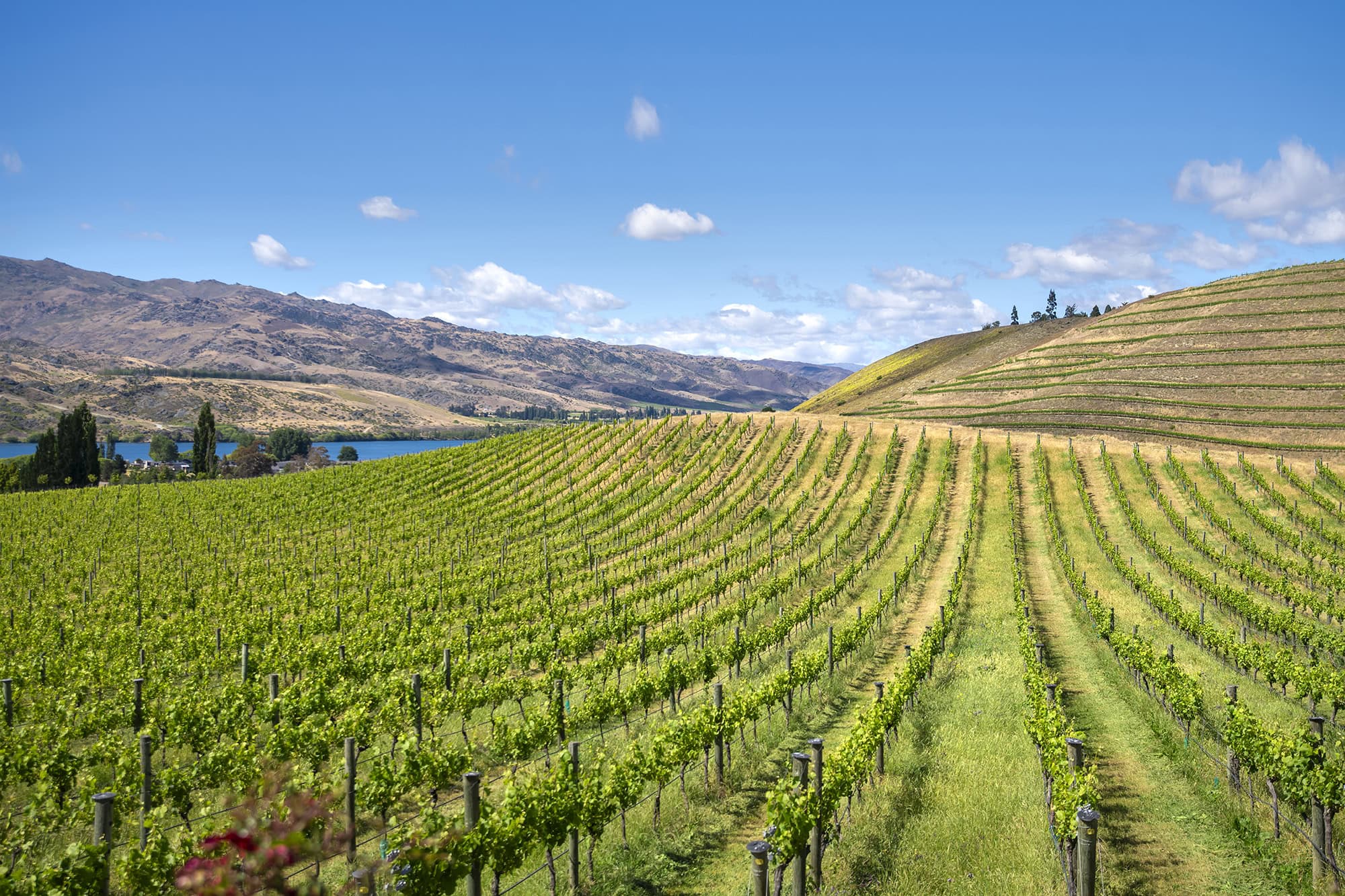 BRI Research Update – Central Otago