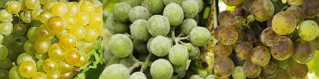 Close-up of three groups of grapes: yellow-green ripe grapes on the left, unripe green grapes in the center, and brown-spotted, shriveled grapes on the right, all hanging on vines.