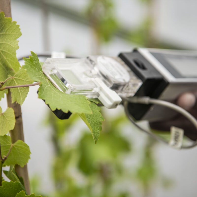 A close-up of a person using a handheld scientific device to measure or analyze a green leaf on a plant, possibly in a greenhouse or laboratory setting.