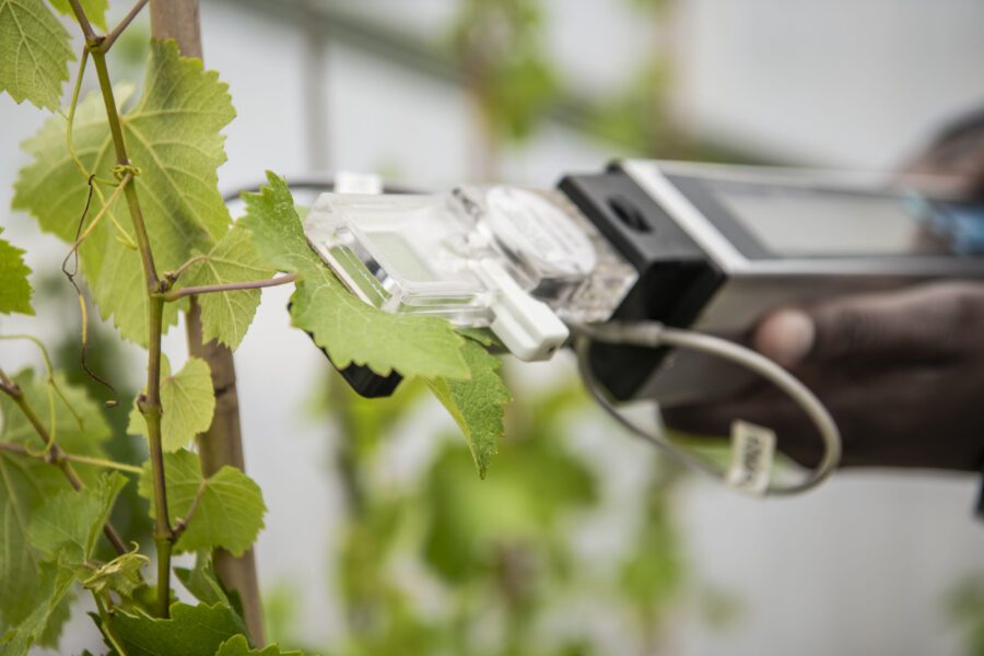 A close-up of a person using a handheld scientific device to measure or analyze a green leaf on a plant, possibly in a greenhouse or laboratory setting.