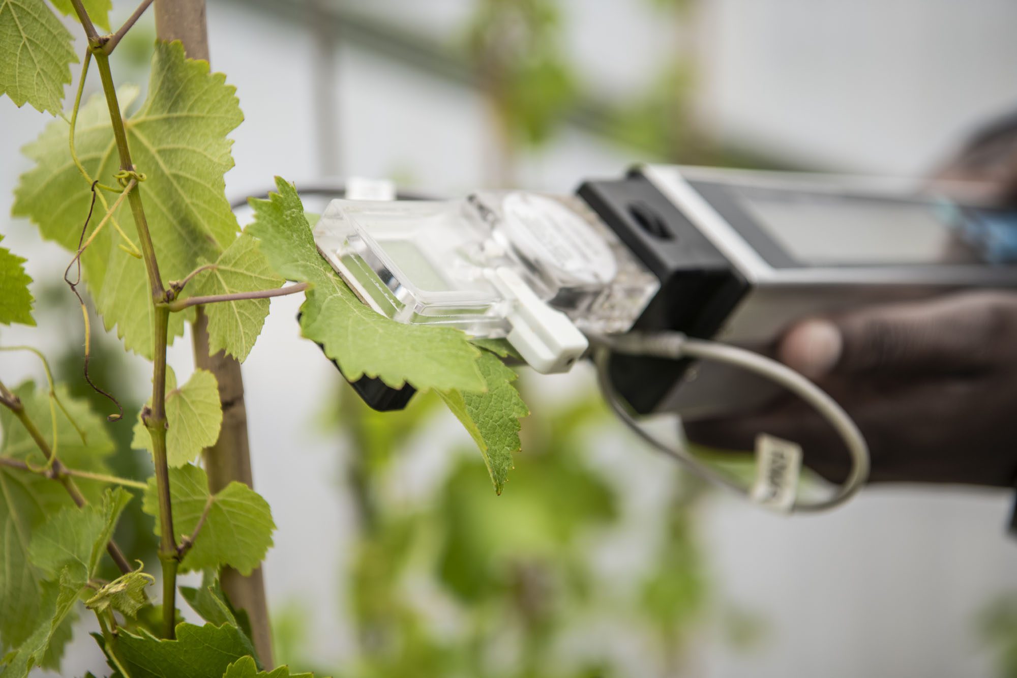 The science behind Sauvignon Blanc 2.0