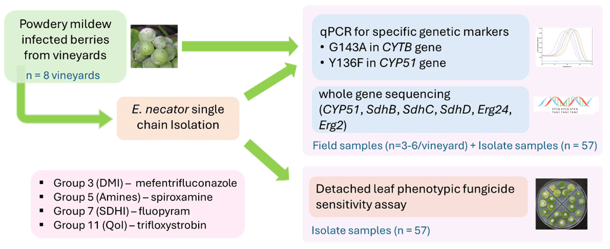 A flowchart showing the isolation and analysis of E. necator from powdery mildew-infected grape berries, including qPCR, whole gene sequencing, and fungicide sensitivity assays on field and isolate samples.