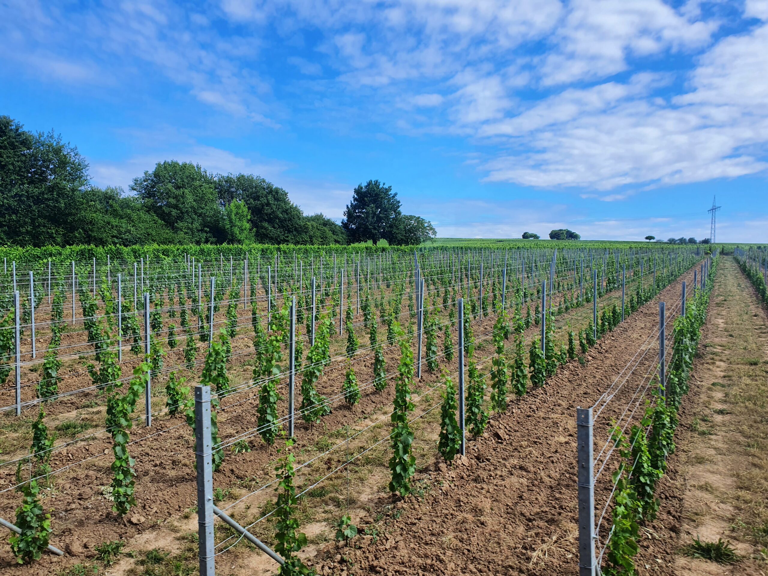 Rows of young grapevines in a vineyard stretch across a gently sloping field under a partly cloudy blue sky, with green trees lining the horizon in the background.