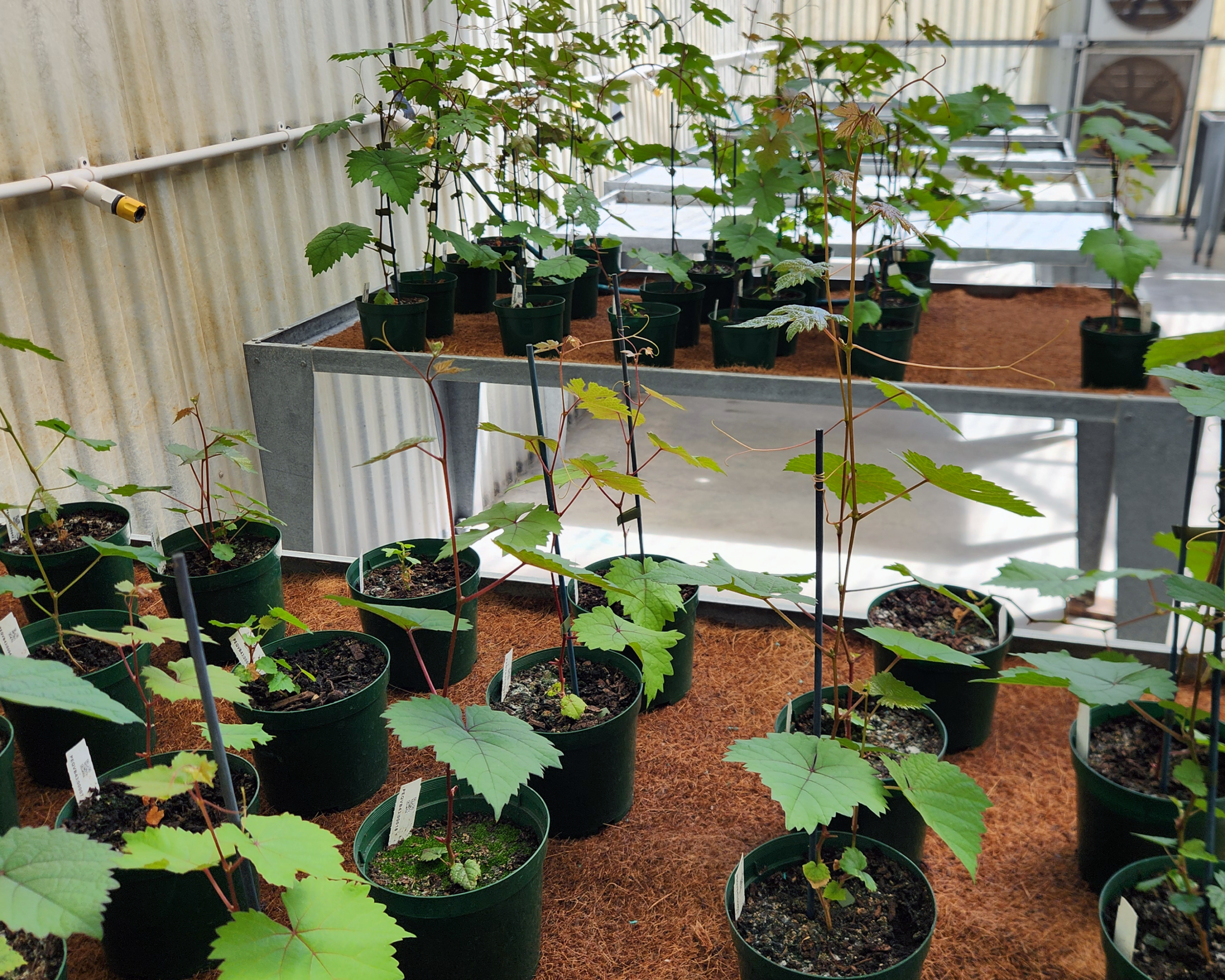 Young grapevine plants in green pots are arranged on metal tables inside a greenhouse with beige corrugated walls. The plants have green leaves and are supported by sticks in the soil.