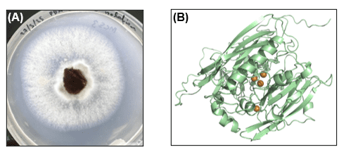 Panel A shows a fungal colony growing on a petri dish. Panel B shows a ribbon diagram of a protein structure with several orange spheres indicating important sites within the protein.