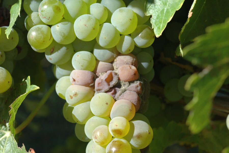 A bunch of green grapes on the vine, with some grapes in the centre showing brown, shrivelled spots and fuzzy grey mould, indicating rot or disease. Green leaves surround the grape bunch.