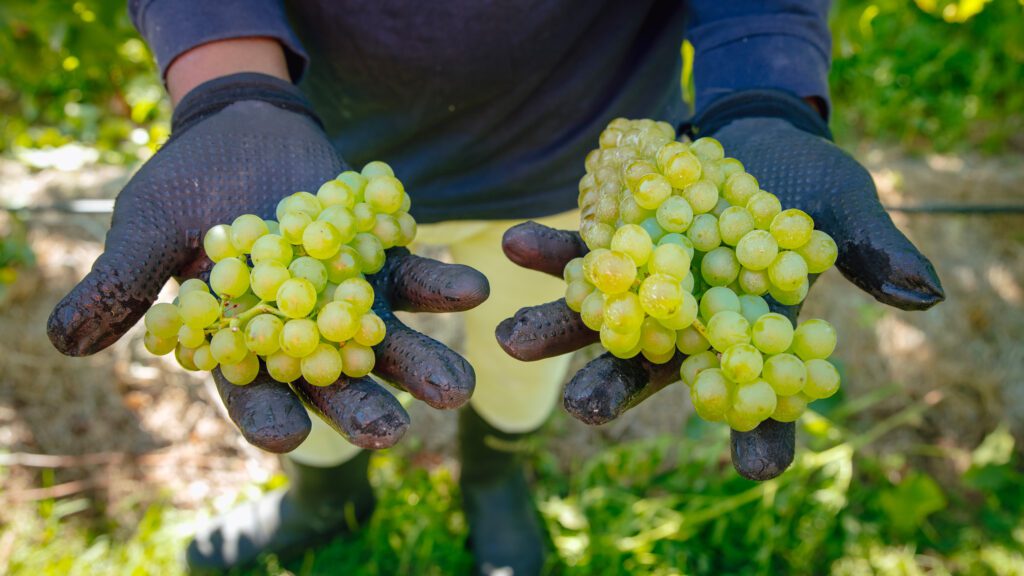 If present, [Name] wears black gloves and holds two bunches of green grapes outside amid blurred greenery and sunlight.