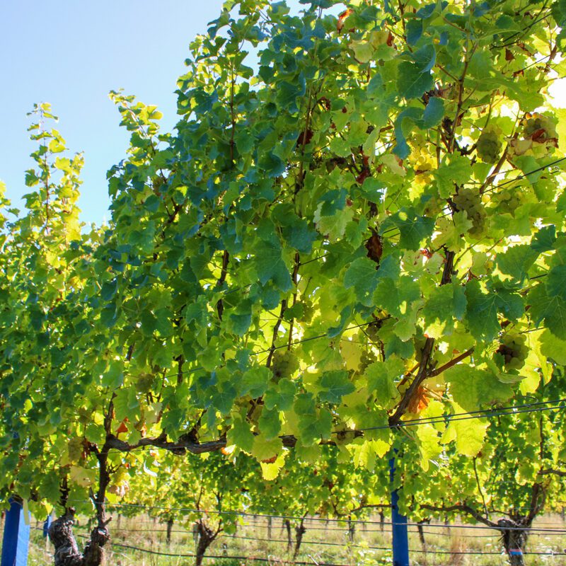 Rows of grapevines with lush green leaves grow in a vineyard under a clear blue sky, sunlight filtering through the foliage.