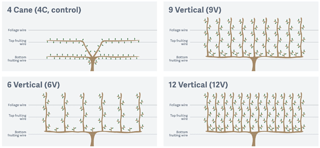Diagram showing four grapevine training systems: 4 Cane (control), 9 Vertical, 6 Vertical, and 12 Vertical, each with labeled wires and differing numbers of upright canes or shoots per system.