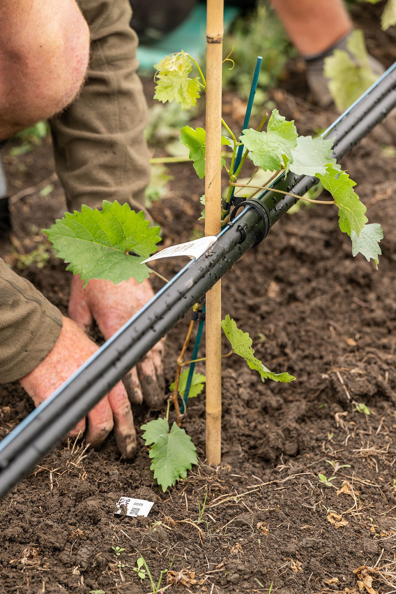 The SB2.0 legacy so far: a modern platform for grapevine improvement