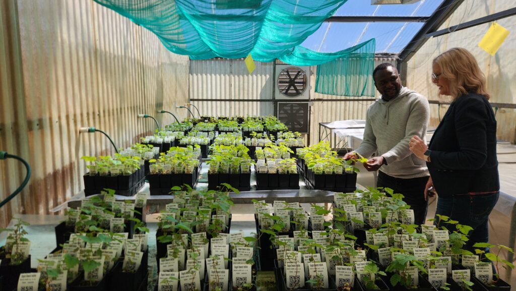 Two people stand in a greenhouse examining rows of potted seedlings labeled with tags, under green shade cloth and sunlight streaming through transparent walls and roof.