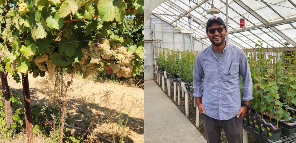 Side-by-side image: on the left, clusters of green grapes hang from vines outdoors; on the right, a smiling man in sunglasses and a cap stands inside a greenhouse filled with potted grapevines.