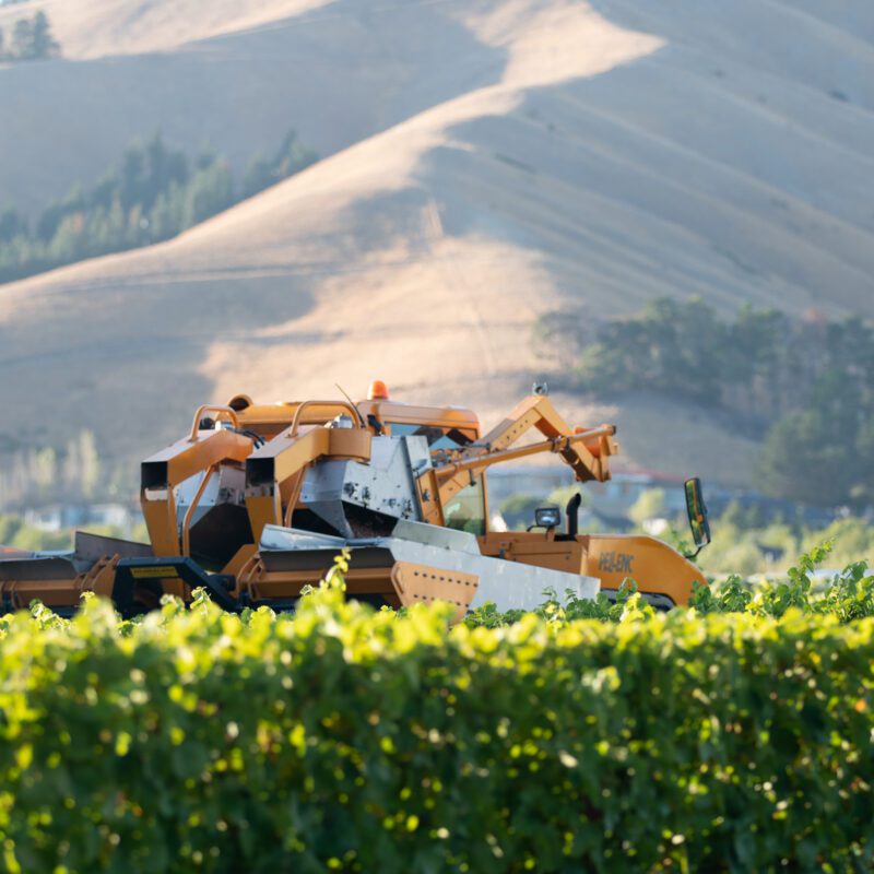 A yellow and white grape harvester drives through a green vineyard, sunlit hills and scattered trees visible in the background.