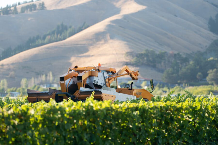 A yellow and white grape harvester drives through a green vineyard, sunlit hills and scattered trees visible in the background.