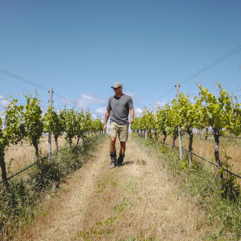 A person in a gray shirt, shorts, and a cap walks among vineyard grapevines below a bright blue sky with scattered clouds.