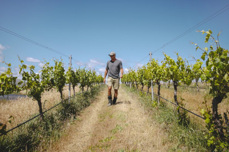 A person in a gray shirt, shorts, and a cap walks among vineyard grapevines below a bright blue sky with scattered clouds.