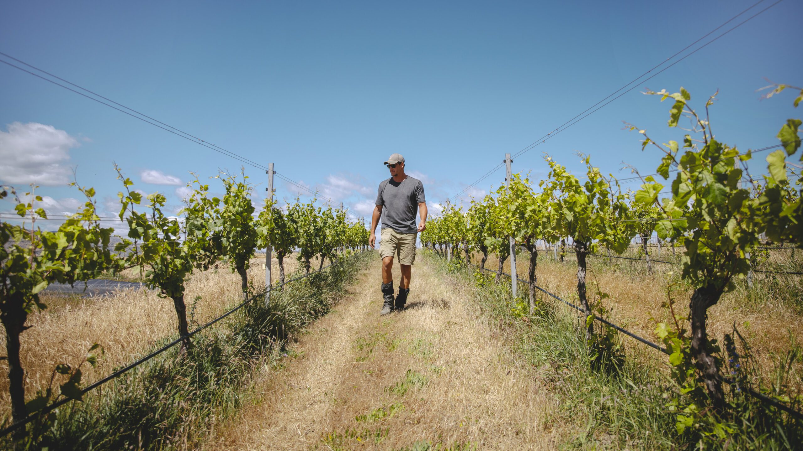 Bragato Research Institute launches Grower Trials initiative to promote hands-on vineyard research
