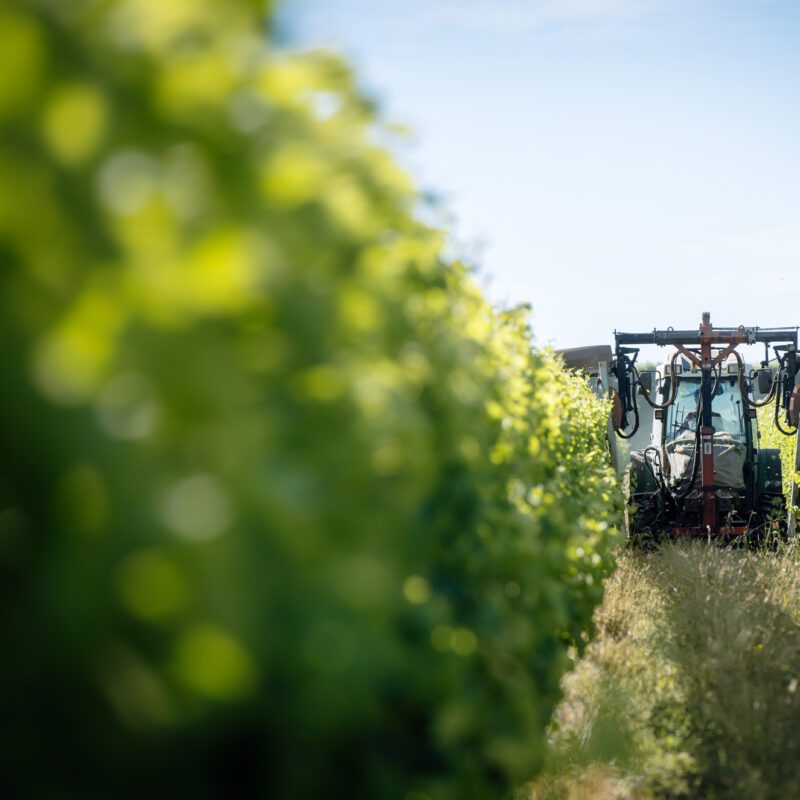 A tractor moves between rows of lush green plants in a sunny field, vehicle in focus and foreground plants softly blurred.