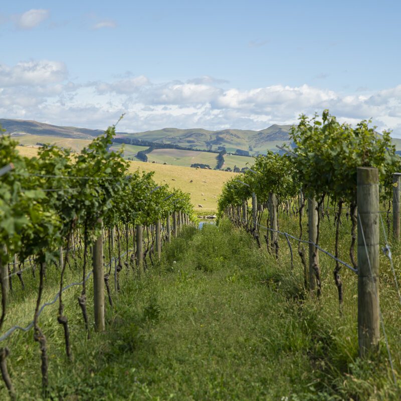 Rows of grapevines in a vineyard stretch into the distance, bordered by green grass and rolling hills beneath a blue, cloudy sky.