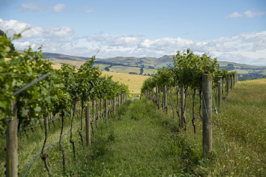 Rows of grapevines in a vineyard stretch into the distance, bordered by green grass and rolling hills beneath a blue, cloudy sky.