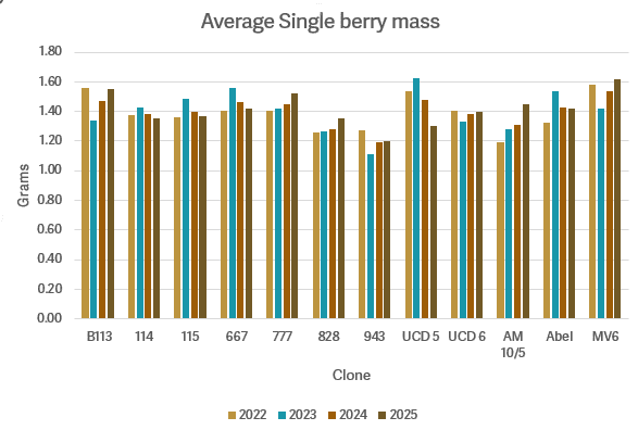 Bar chart: average single berry mass (grams) for grape clones, 2022–2024. Mass ranges from 1.2 to 1.6 grams across clones shown.