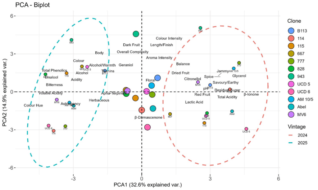 A PCA biplot of wine samples, grouped by clone color and vintage (2024/2023), with aroma and flavor labels near sample clusters.