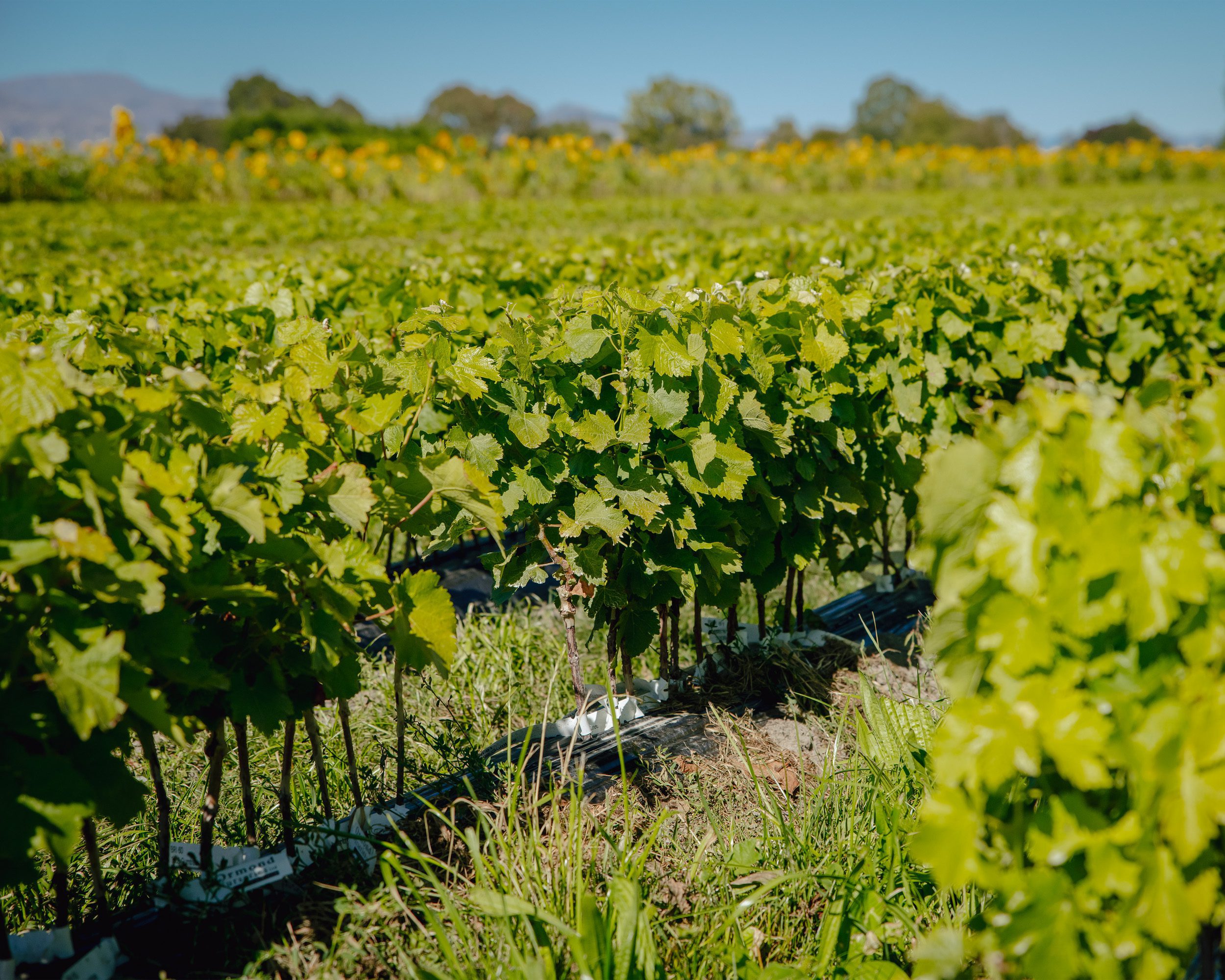 Rows of green grapevines grow in a sunlit vineyard with grassy paths, trees, and distant mountains under a clear blue sky.