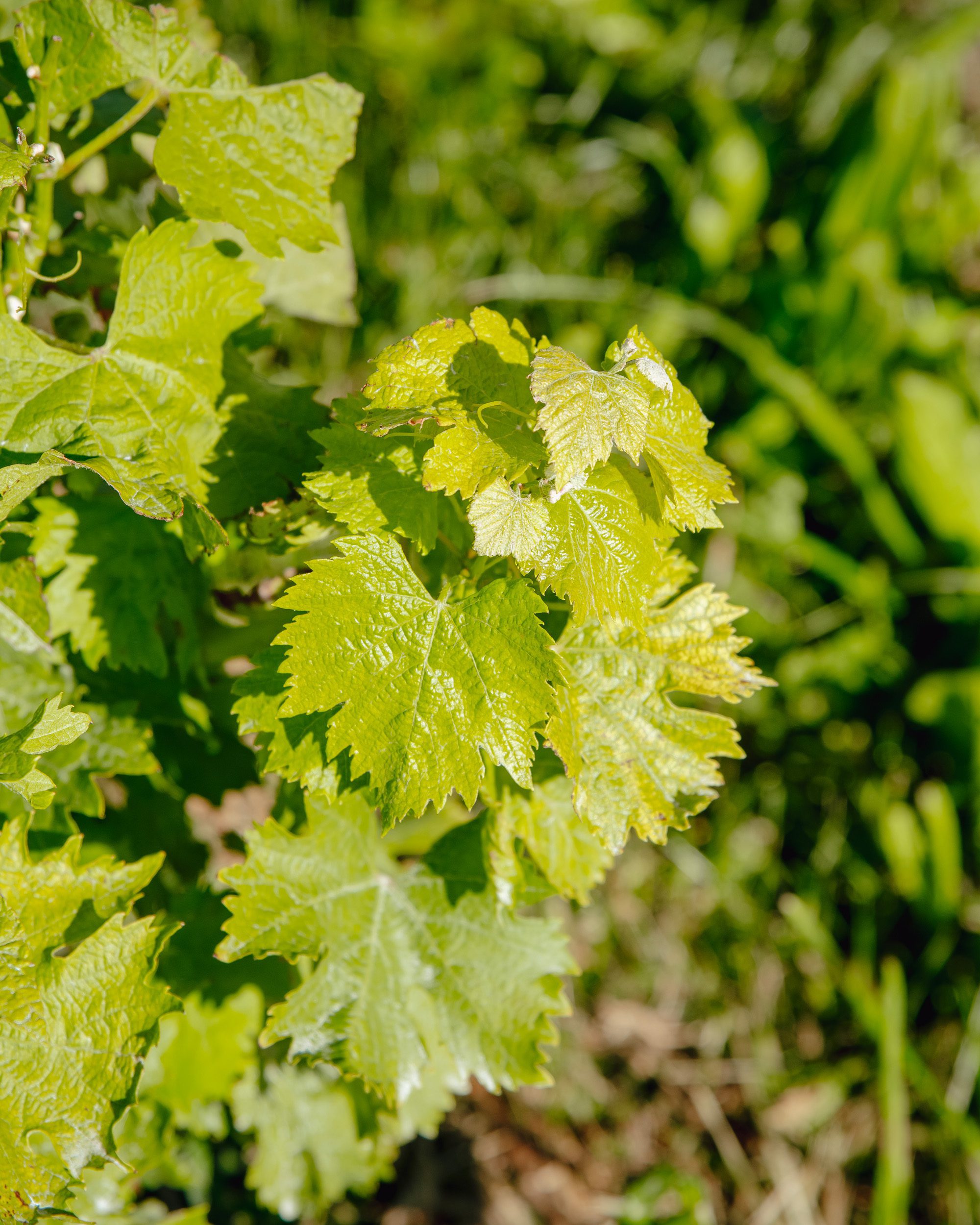 Close-up of vivid green grapevine leaves with serrated edges, shining in sunlight; blurred lush green foliage fills the background.