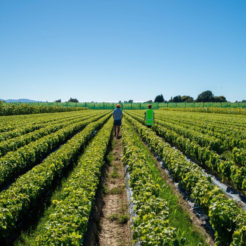 Two people walk between rows of green crops in a vast field under a clear blue sky, distant trees and hills behind them.