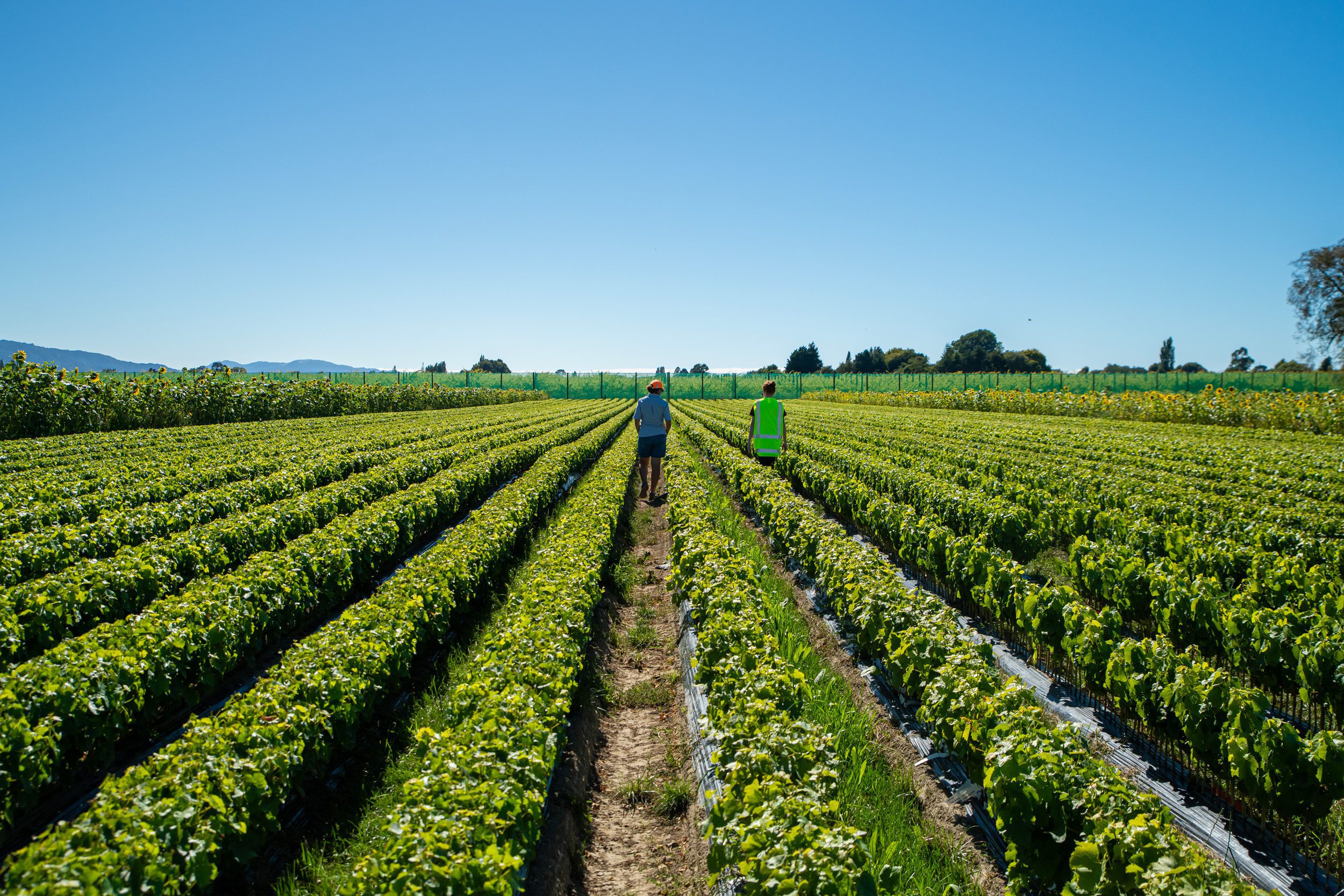 From nursery to vineyard – testing new ways to establish new Sauvignon blanc clones