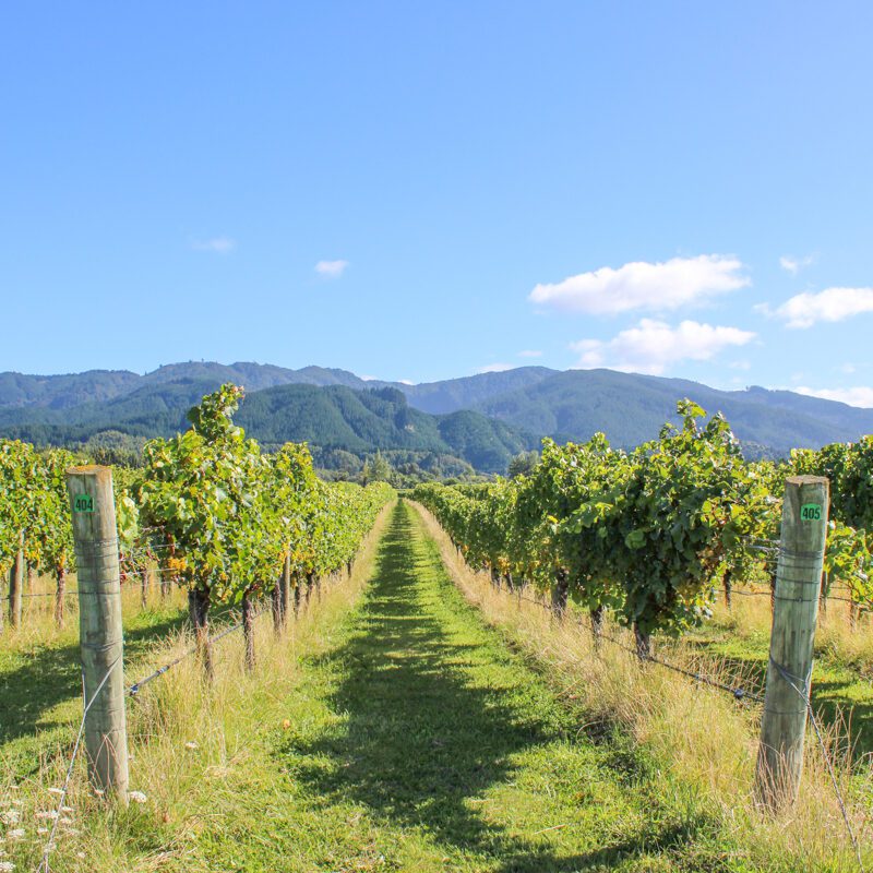 A lush vineyard with rows of grapevines stretches into the distance beneath a clear blue sky and sunny green mountains behind.