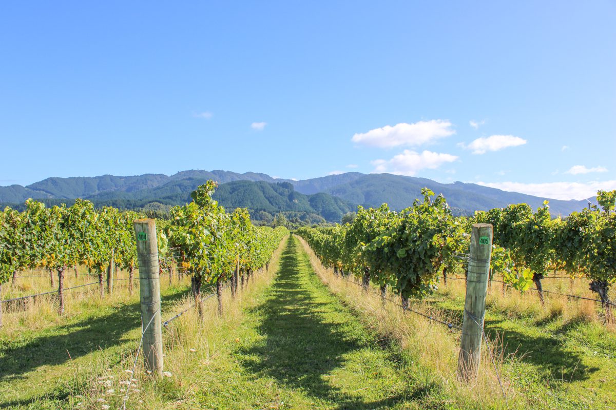 Mothballing vs removal: vineyard decision guide and workshop